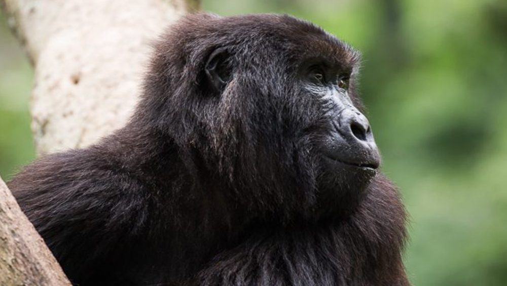 Ndakasi at Senkwekwe Sanctuary. 5-Day Great Apes and Virunga Adventure. Discovery Journeys