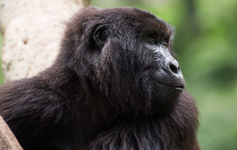 5 Day Great Apes Virunga Adventure