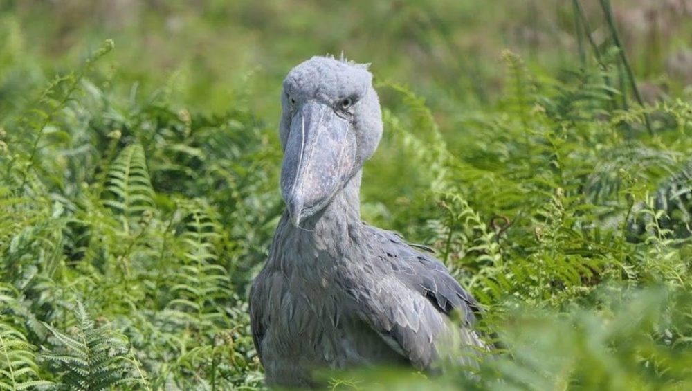 2 Days Uganda Birding Tour to Mabamba Bay. Birding Discovery Journeys