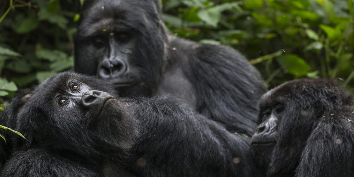 Mountain Gorillas in Virunga National Park. 3 Days Virunga Gorilla Trekking. Discovery Journeys and Virunga Adventure