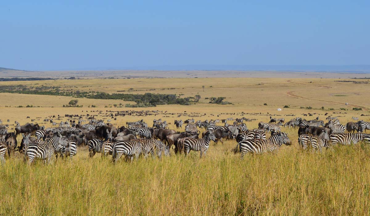 Wildebeest Migration Masai Mara. 7 Days Kenya Tour