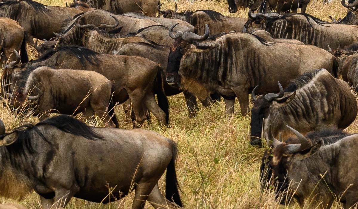 Wildebeest Migration in Masai Mara. Discovery Journeys