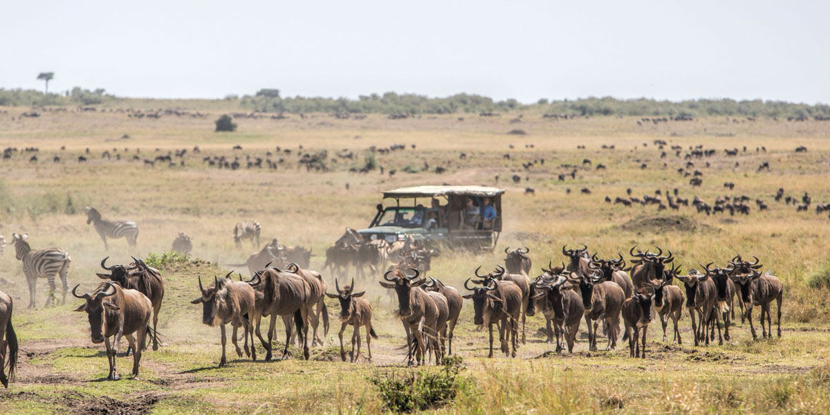 Masai Mara Wildebeest Migration. Discovery Journeys