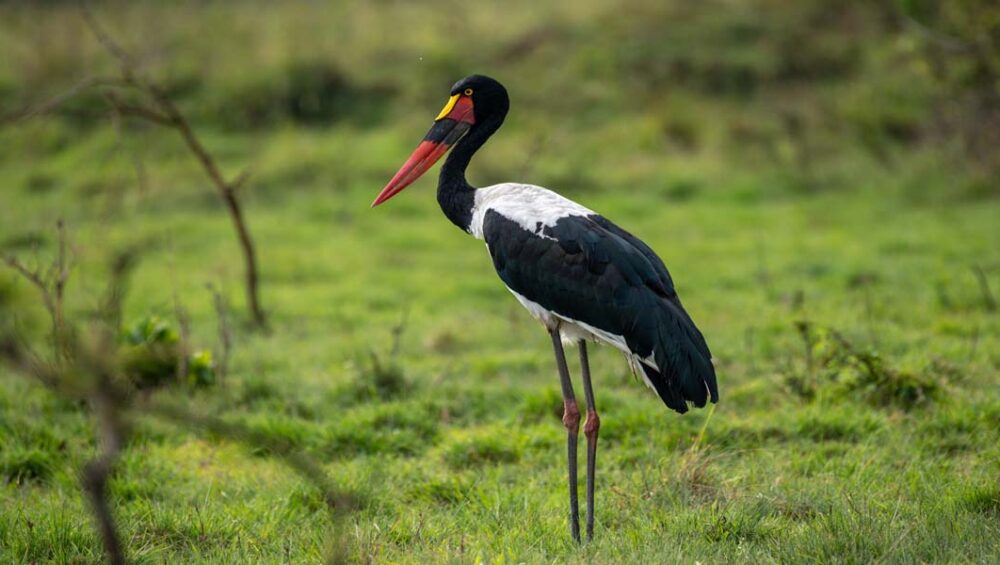 Saddle Billed Stork in Lake Mburo National Park. Uganda Tour Destinations. Discovery Journeys. 4-Day Uganda Gorilla Tour