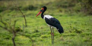 Saddle Billed Stork in Lake Mburo National Park. Uganda Tour Destinations. Discovery Journeys. 4-Day Uganda Gorilla Tour