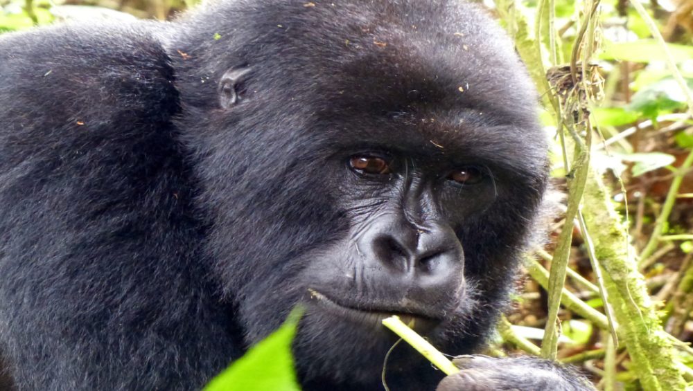 Rwanda Gorilla Trekking Adventure. Discovery Journeys