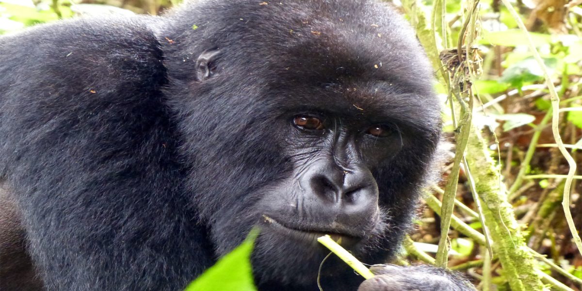 Rwanda Gorilla Trekking Adventure. Discovery Journeys