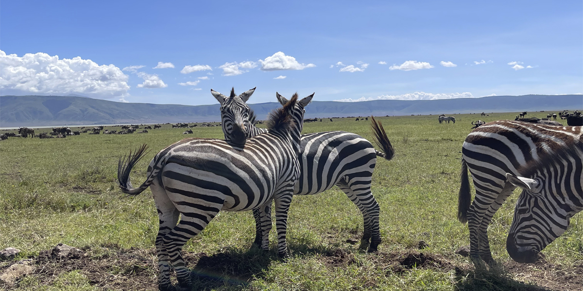 Tanzania Luxury Safari. Discovery Journeys