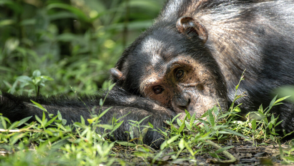 Uganda Chimpanzee Trekking Adventures with Discovery Journeys