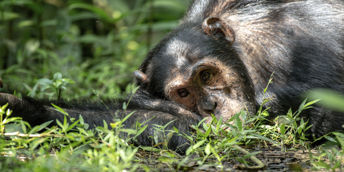 Uganda Chimpanzee Trekking Adventures with Discovery Journeys