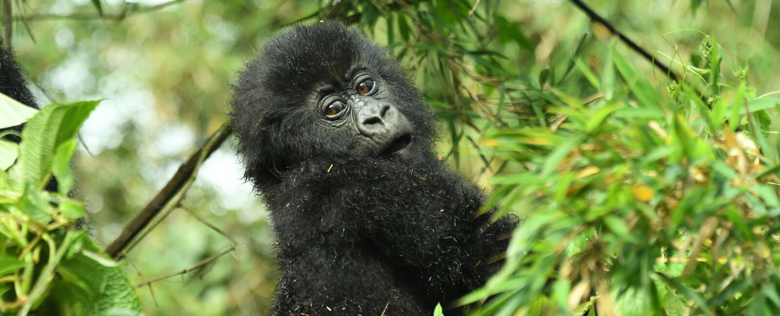 Baby Mountain gorilla trekking in Mgahinga Gorilla Park. Discovery Journeys