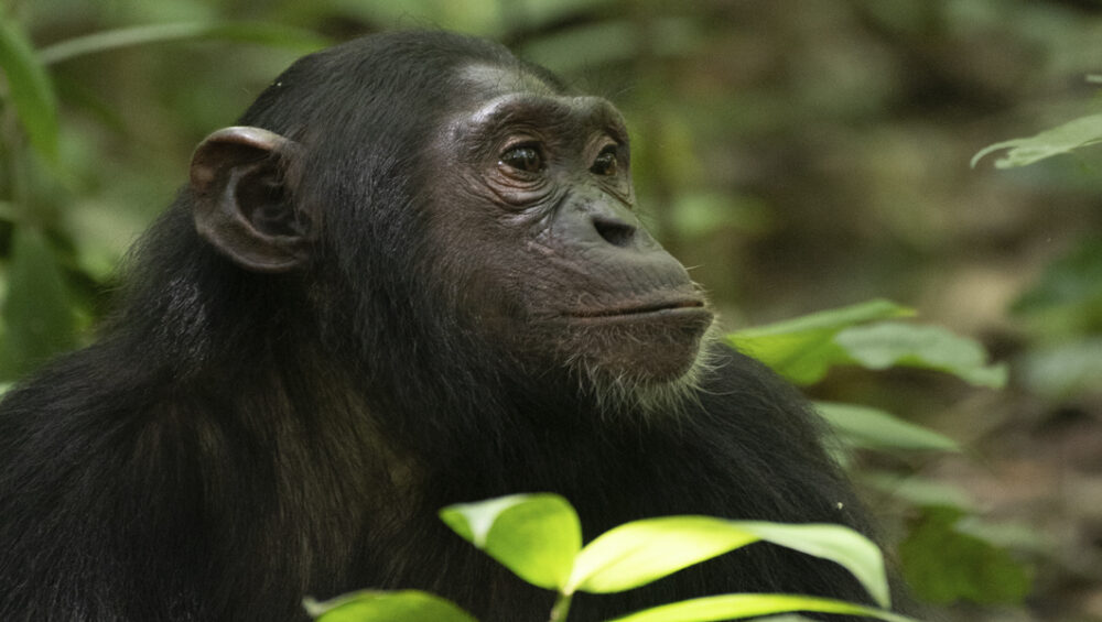 Kibale Chimpanzee Trekking Safaris