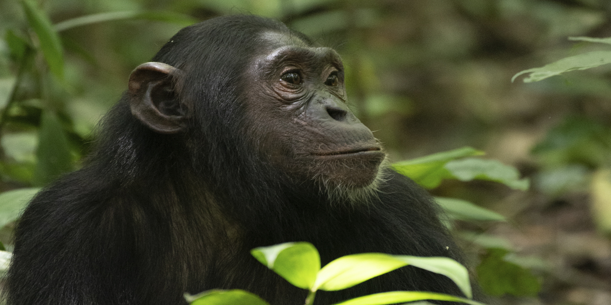 Kibale Chimpanzee Trekking Safaris