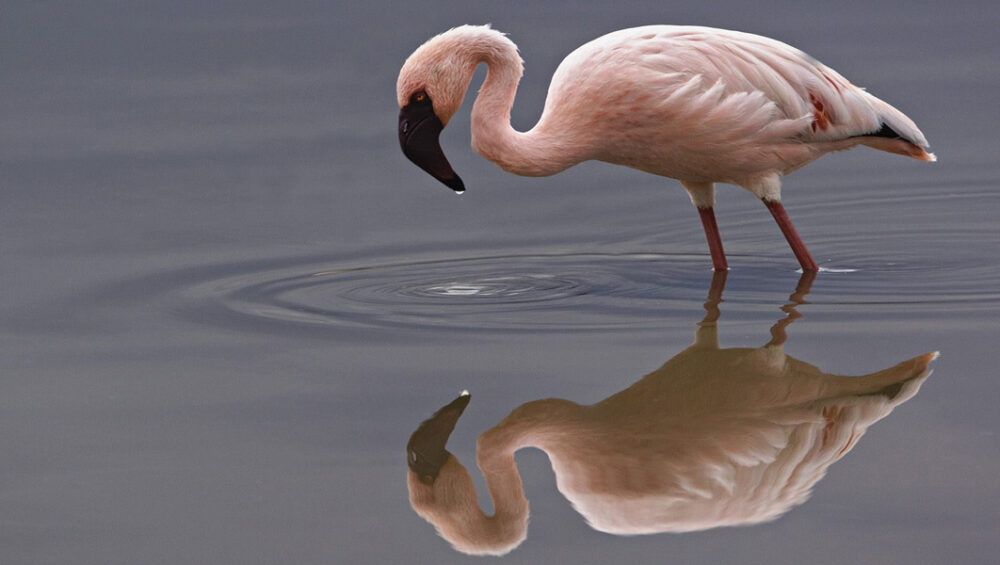 Top Kenya Birding Safari Destinations. Explore With Discovery Journeys. 5-Day Kenya Safari