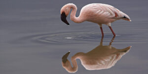 Top Kenya Birding Safari Destinations. Explore With Discovery Journeys. 5-Day Kenya Safari