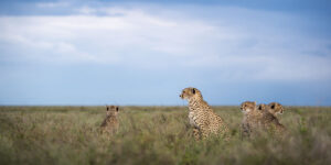 Northern Tanzania Safari Journeys