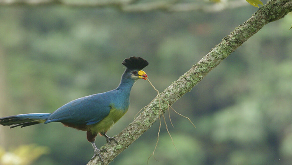 Nyungwe Forest Experiences Beyond chimpanzee Trekking like birding. Photo By Eric Manzi