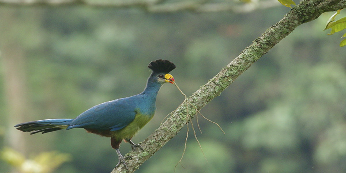 Nyungwe Forest Experiences Beyond chimpanzee Trekking like birding. Photo By Eric Manzi