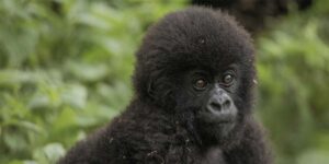 Rwanda Gorilla Trekking Safari Adventures