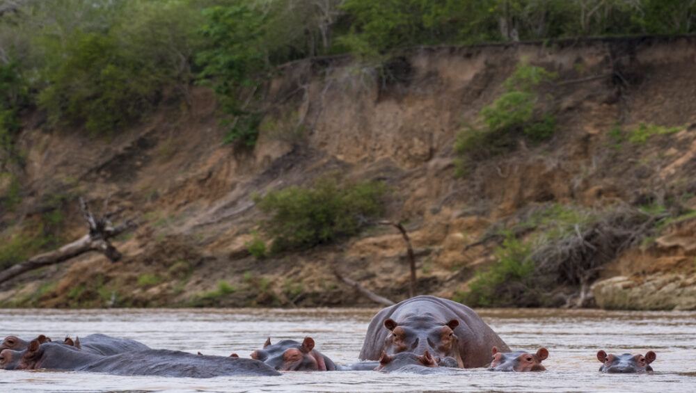 Hippos in Nyerere National Park. Southern Tanzania Safari experiences