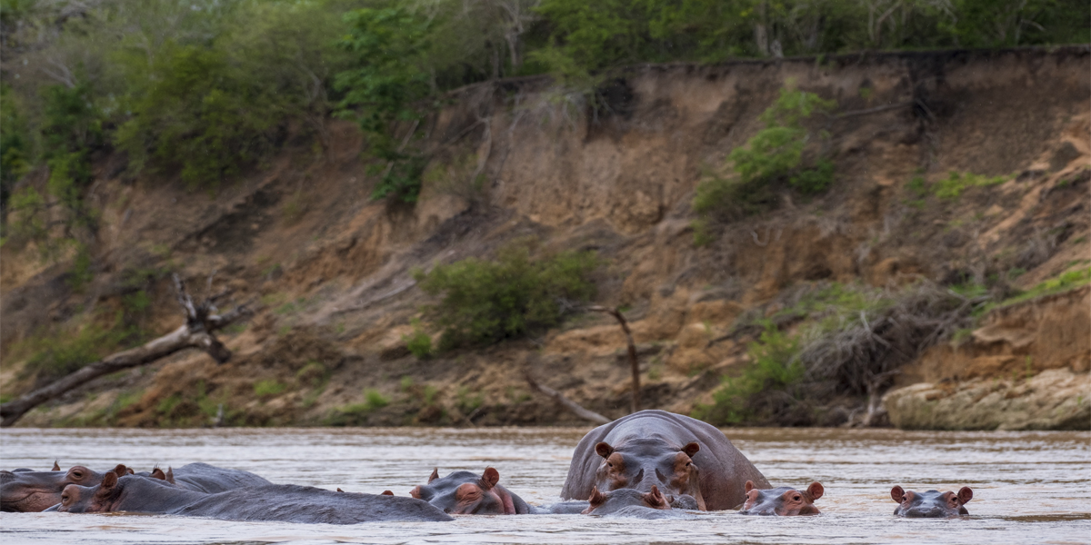 Hippos in Nyerere National Park. Southern Tanzania Safari experiences