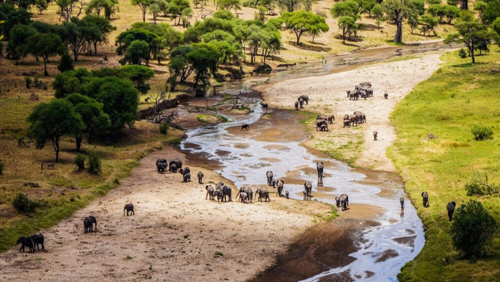 Tarangire National Park Adventures. Discovery Journeys. 9-day Tanzania Safari