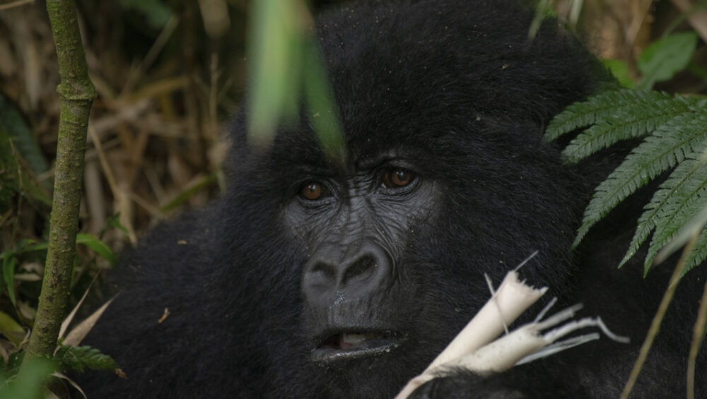 Mountain gorilla in Mgahinga Gorilla Park. Uganda gorilla trekking adventures.