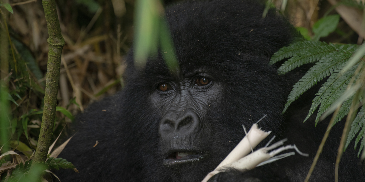 Mountain gorilla in Mgahinga Gorilla Park. Uganda gorilla trekking adventures.