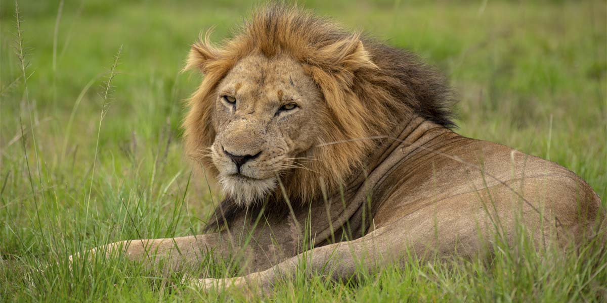 Uganda Safari Tour Activities To Queen Elizabeth National Park