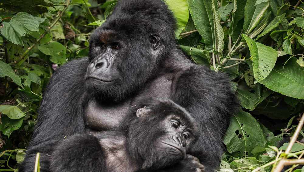 Mountain Gorillas. Virunga National Park Safaris and adventures.