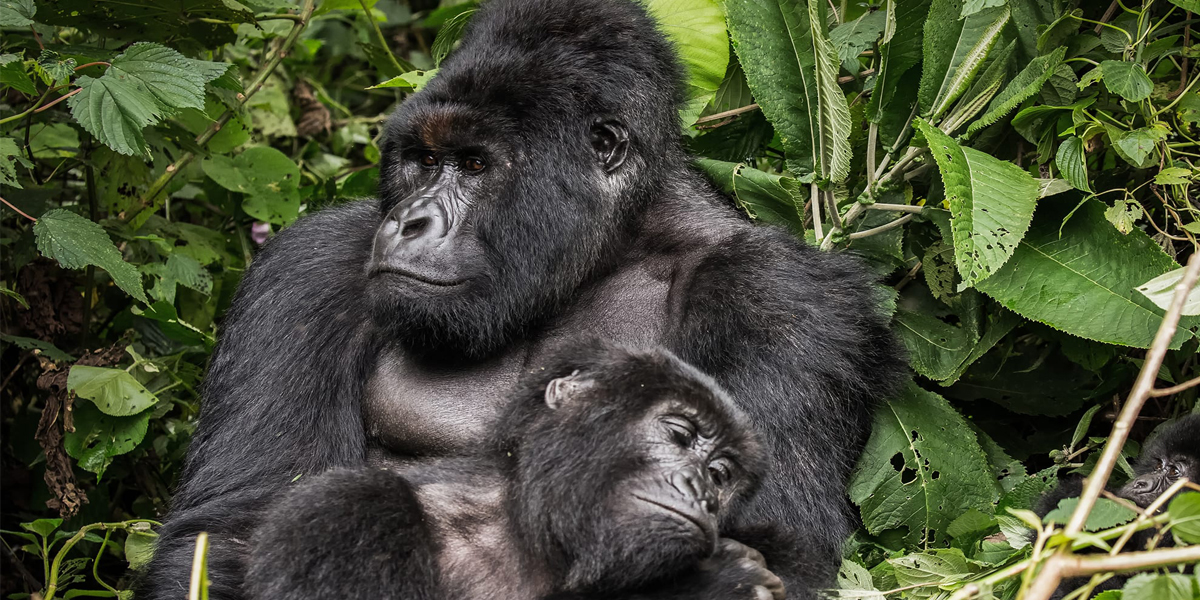 Mountain Gorillas. Virunga National Park Safaris and adventures.