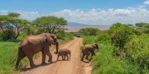 Tarangire National Park Tanzania safari & Discovery Journeys