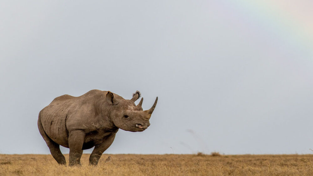 Kenya Family Safari Destinations