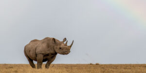 Kenya Family Safari Destinations