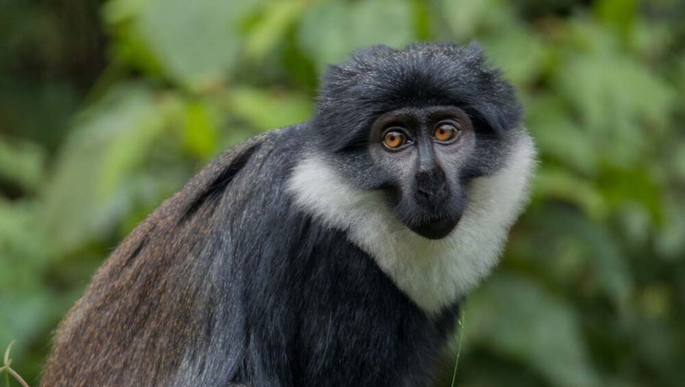 Nyungwe National Park Listed as a World Heritage Site