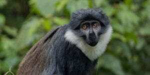 Nyungwe National Park Listed as a World Heritage Site