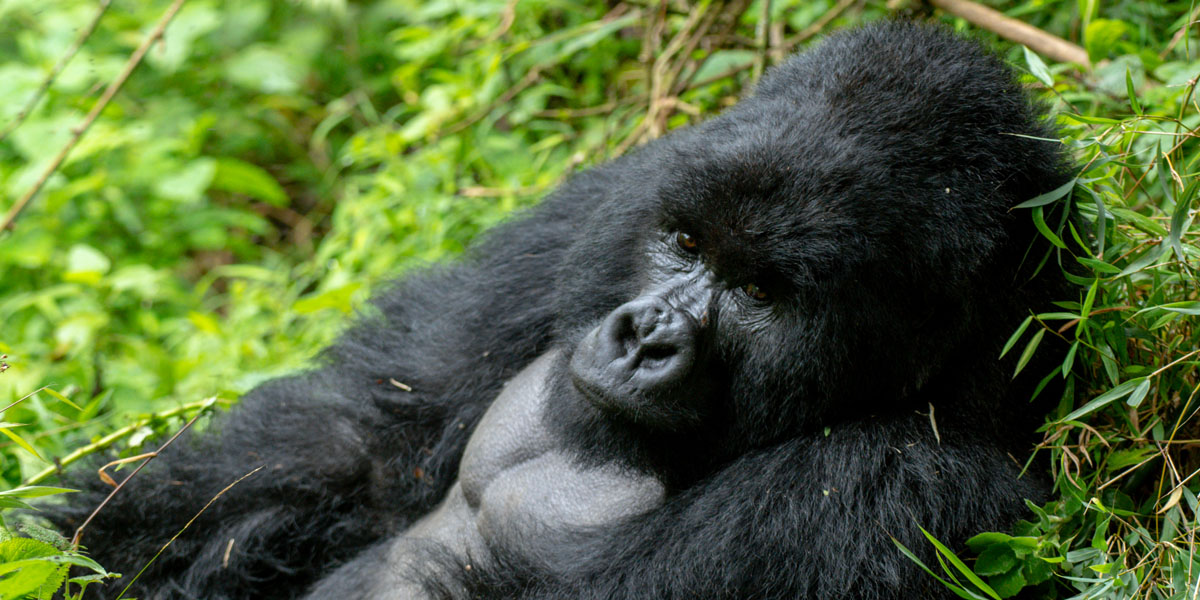 A guide to Uganda gorilla trekking Tours