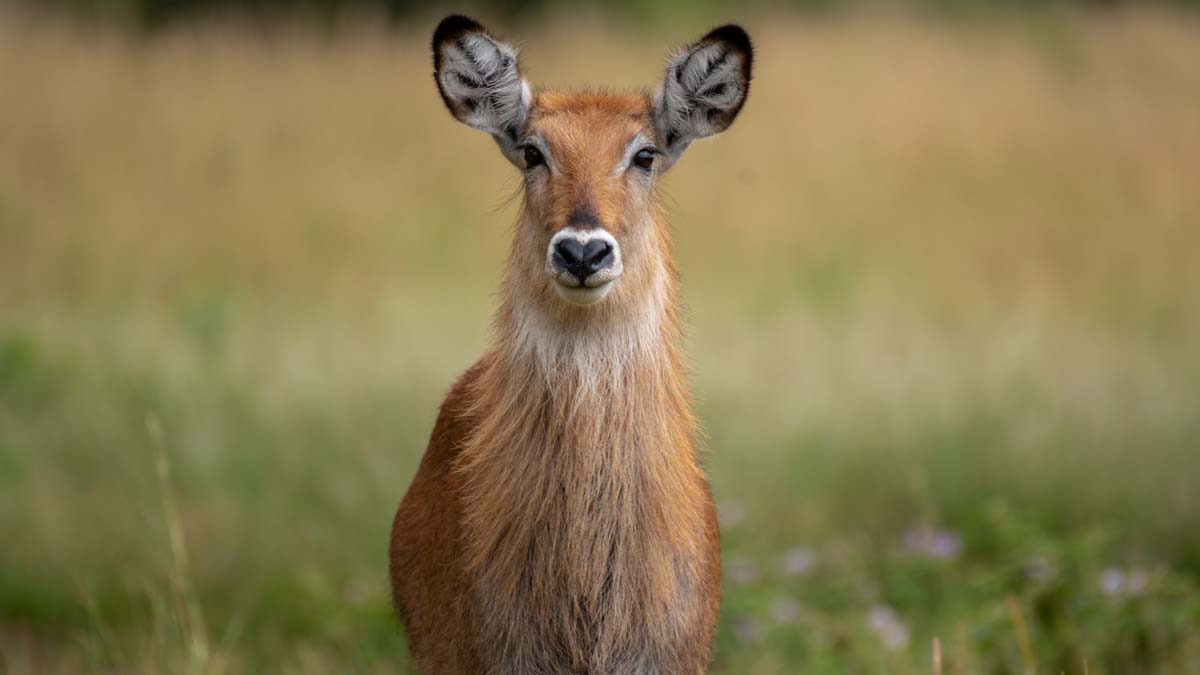 Kidepo National Park Tour