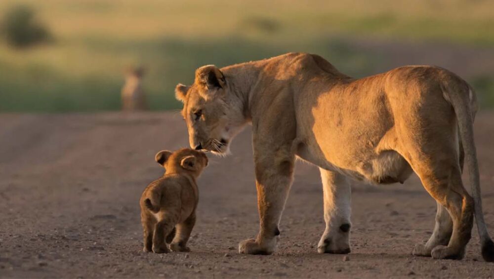 Kenya safari Tours and Discovery Journeys. Courtesy Photo