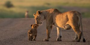 Kenya safari Tours and Discovery Journeys. Courtesy Photo