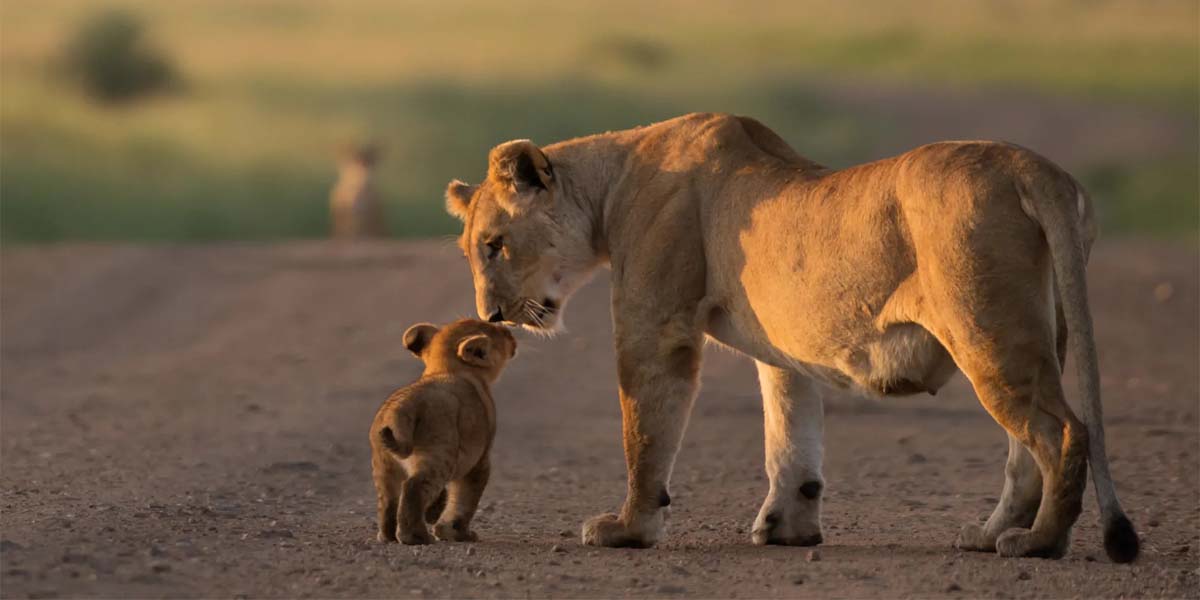 Kenya safari Tours and Discovery Journeys. Courtesy Photo