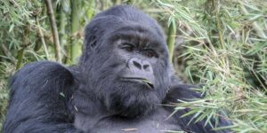 Rwanda the Host of the WTTC Global Summit. Discovery Journeys