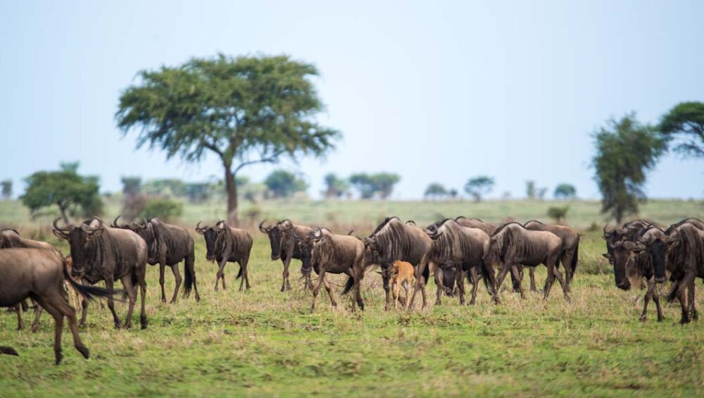 The Serengeti Wildebeest Migration Safari. Discovery Journeys