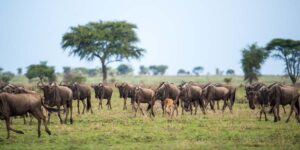 The Serengeti Wildebeest Migration Safari. Discovery Journeys