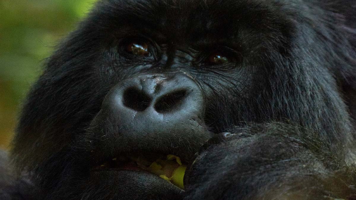 Uganda Gorilla Safari Adventures. Discovery Journeys