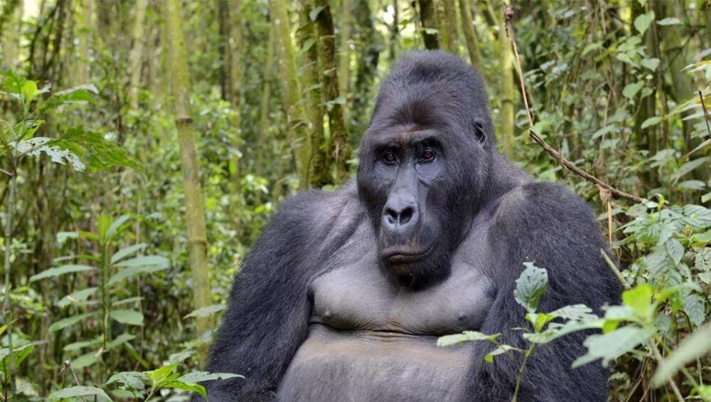 3 Days Lowland Gorilla Tour. Courtesy Photo