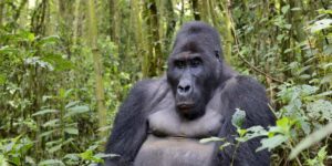 3 Days Lowland Gorilla Tour. Courtesy Photo