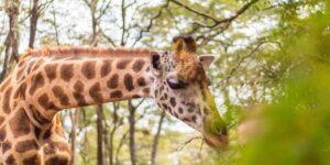 Giraffe Center. Discovery Journeys