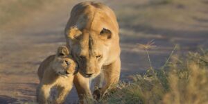 Kenya Signature Safari Experiences. 7-Day Kenya Tour