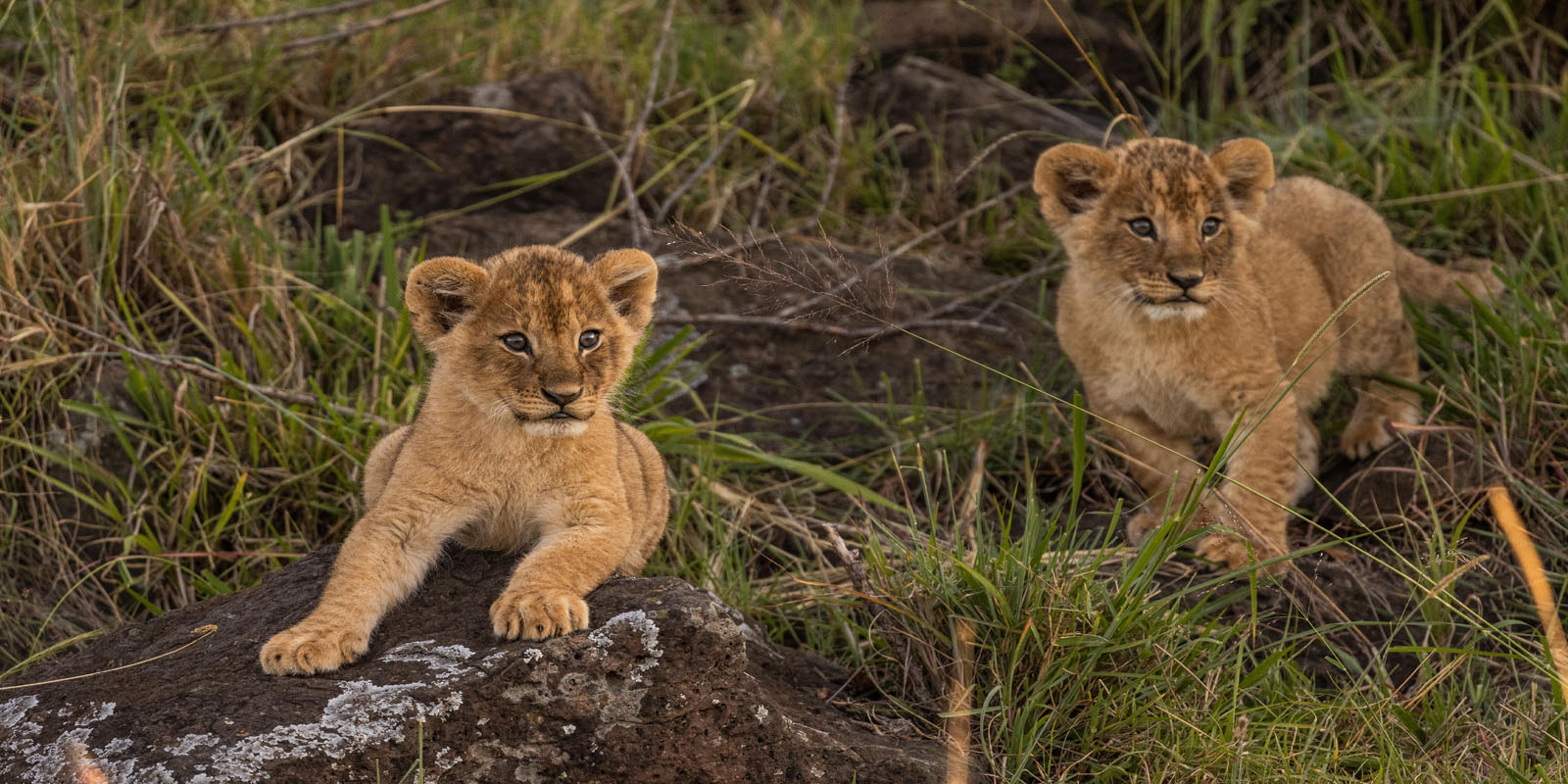 Classic Savanna Wildlife Safaris. 7-Day Kenya Wildlife